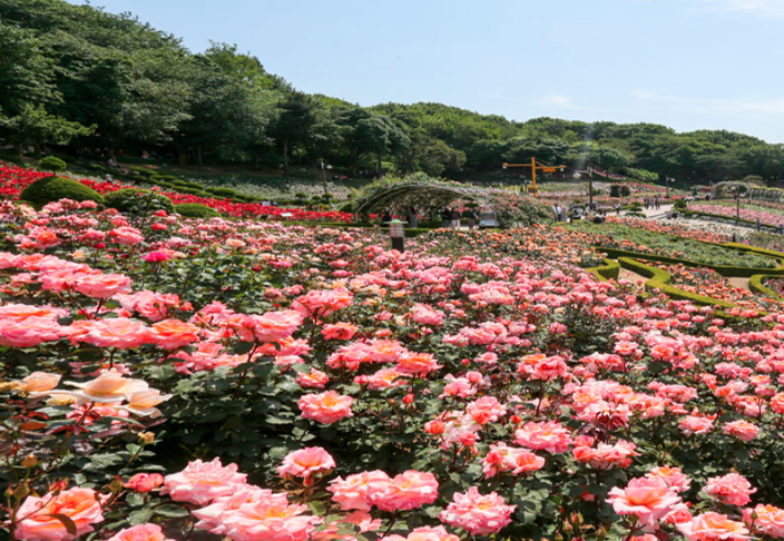 2025 부천 백만송이 장미축제
