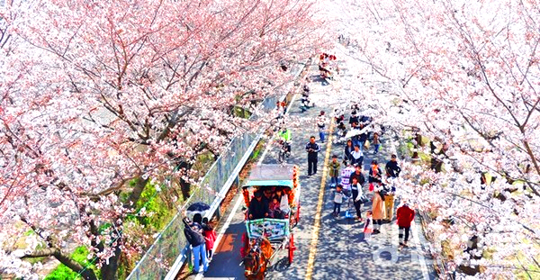 물금벚꽃축제