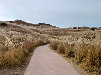 황매산 억새축제