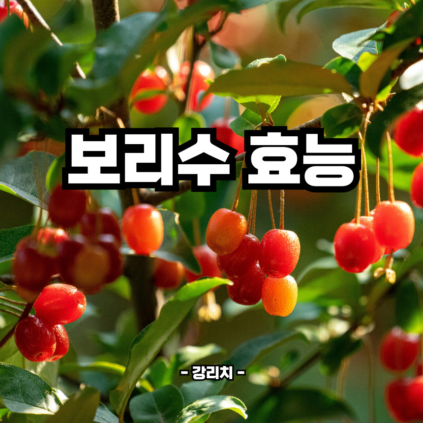 보리수 효능