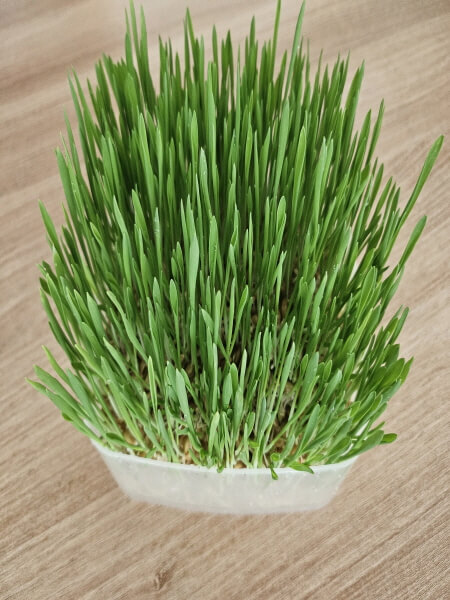 거의 다 자란 새싹보리