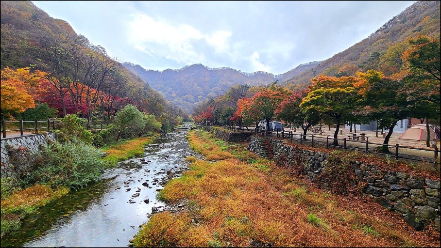 내장산 단풍시기