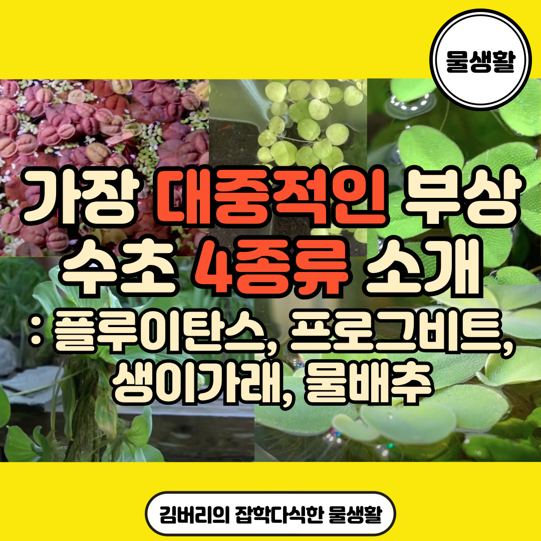 대표 부상수초 4가지