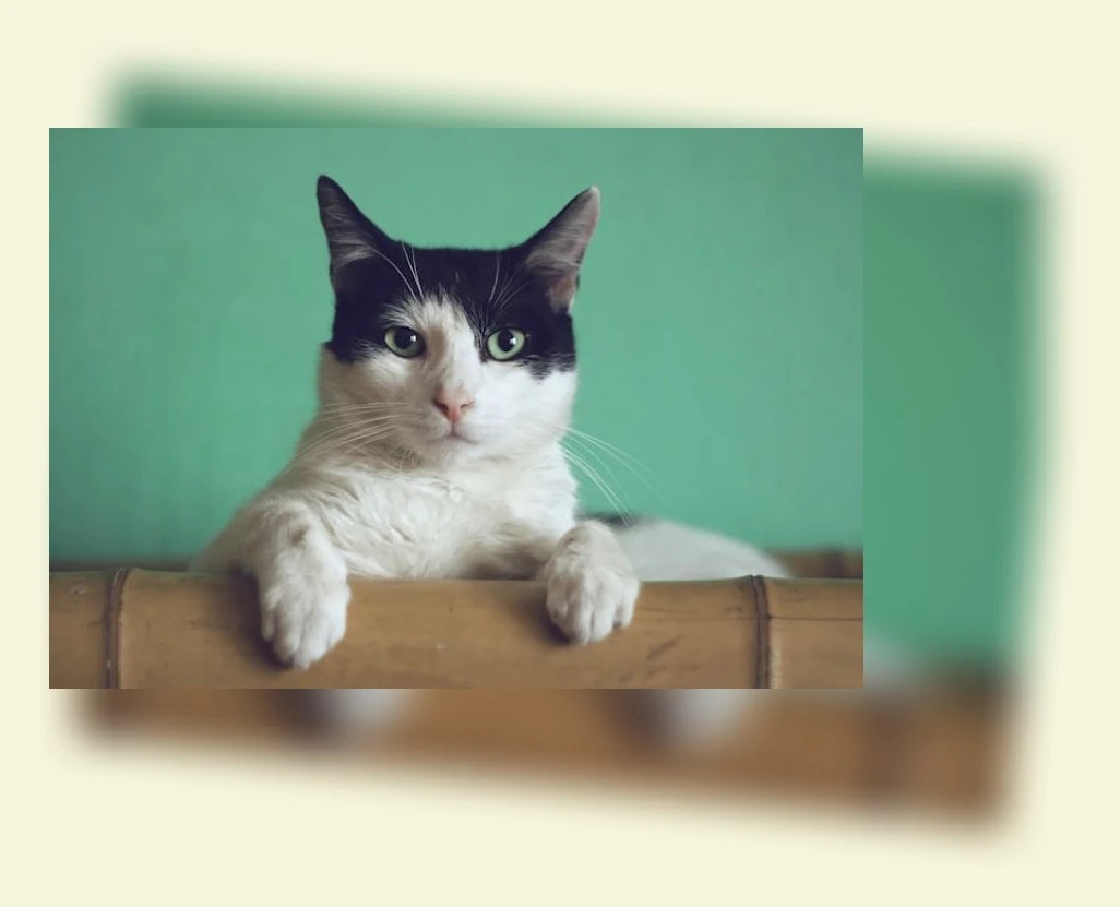 노령묘 건강관리_1_subsection