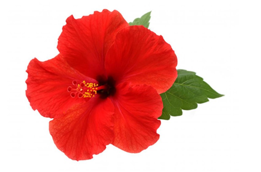 히비스커스 효능