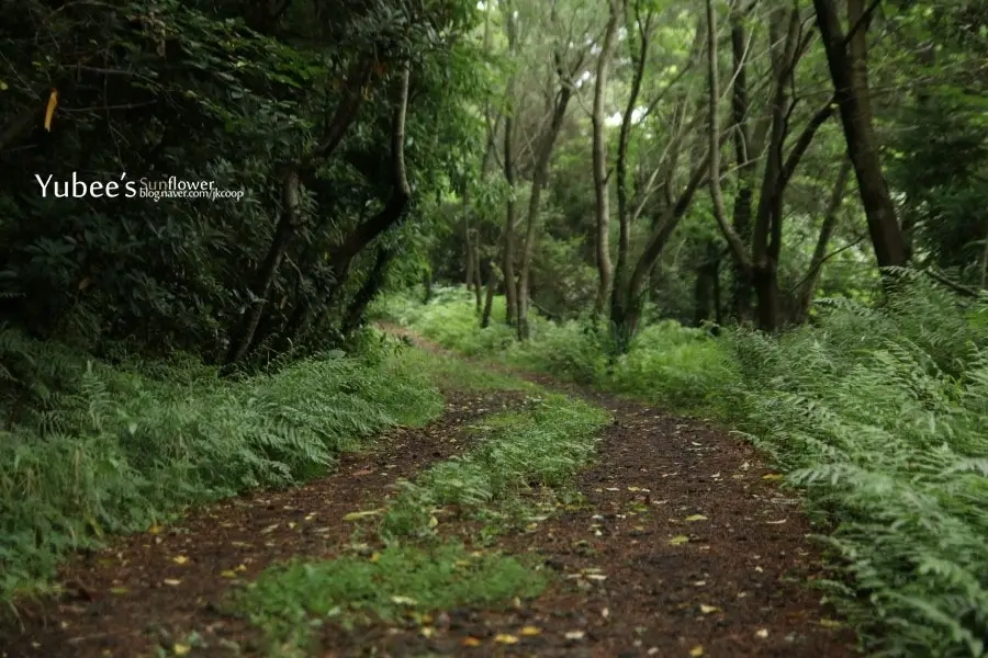 지미봉 둘레길 숲길