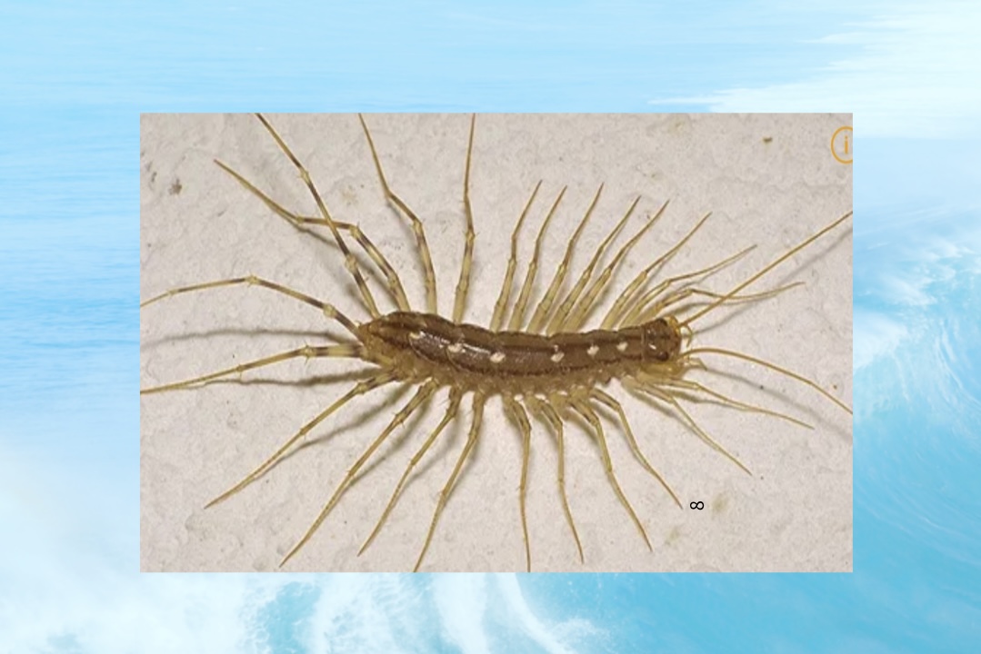 돈벌레 모습- 출처: 나무위키