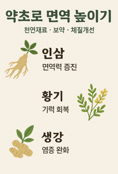 약초로 면역 높이기