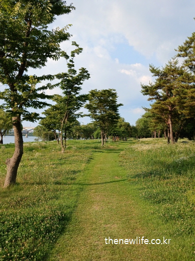 서울 암사생태공원 걷기 좋은 길 – 나무 옆으로 이어지는 잔디 산책로