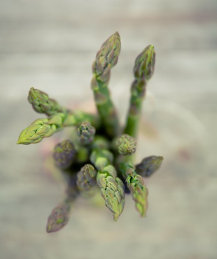 아스파라거스의 모습