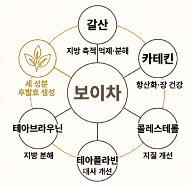 보이차 효능