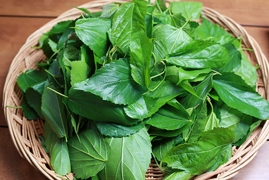 제천시 일원에서 자생 또는 재배하는 약초