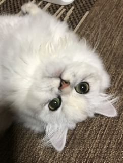 응석부리는 듯한 고양이.