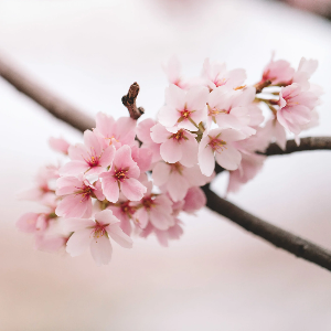 2025 대한민국 벚꽃 개화 시기 총정리! 지역별 명소 &amp; 축제 일정