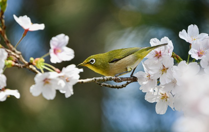 화담숲-예약-방법