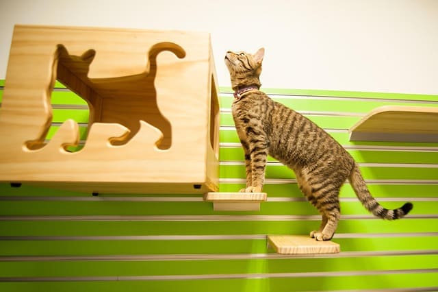 인천 영흥도 고양이역