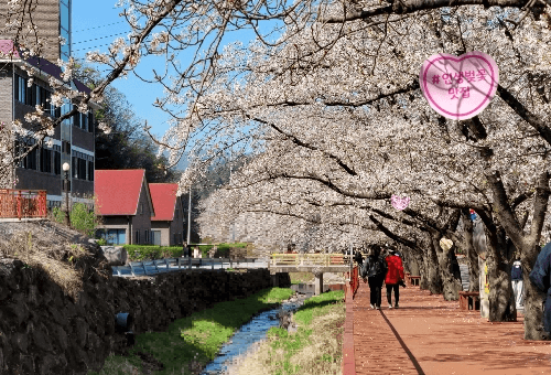 가평 에덴벚꽃길 벚꽃 축제