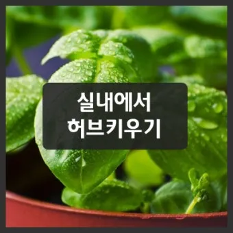 실내허브 키우기 물주기 광량관리 병해충예방 주방에서도 손쉽게_10