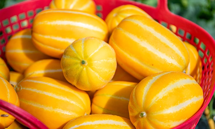 참외-효능-부작용-하루-섭취량-관련-사진