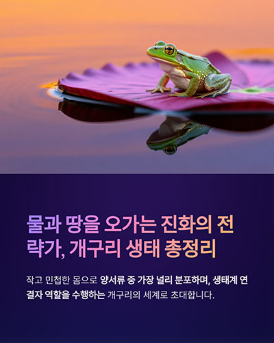 개구리 생태 총정리, 수생과 육상을 넘나드는 진화의 전략가