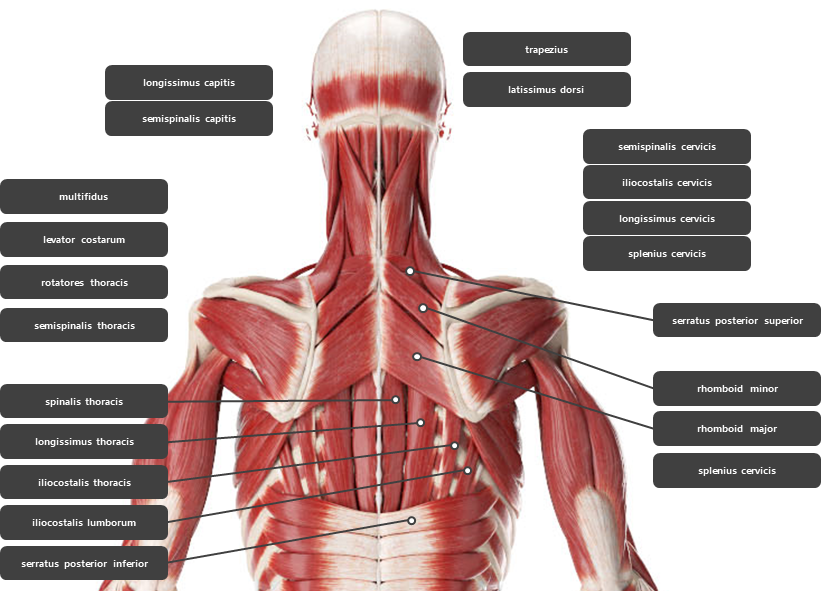 등 주변 근육 요약