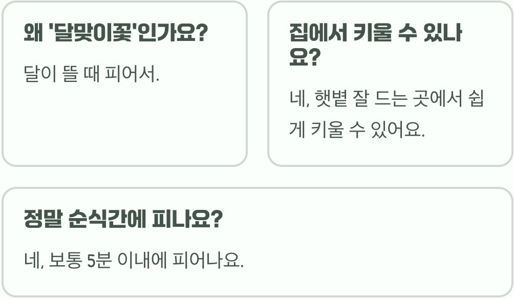 밤에만 피는 신비로운 꽃, 달맞이꽃 개화의 비밀과 관찰 꿀팁