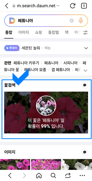 검색결과에서 꽃이름이 페튜니아로 나옴