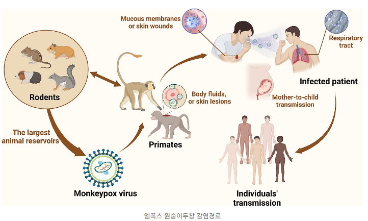 원숭이두창 바이러스 엠폭스(MPOX), 초기증상, 수포, 후유증, 치사율, 예방접종 등