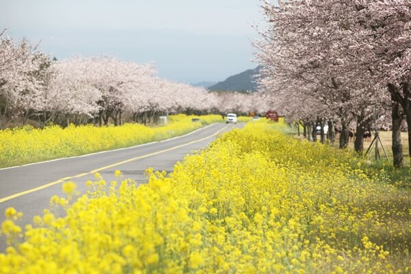 제주도 유채꽃 시기 제주도 유채꽃 명소 제주도 매화 제주 유채 제주도 봄 제주도 엉덩물계곡 제주도 유체꽃 유채꽃 제주도 제주도 산방산 유채꽃 제주도 유채꽃 제주도 유채 제주도 유채꽃밭 제주도 유채꽃 개화시기 제주도 유채꽃 축제 제주도 유채꽃 벚꽃 3월 제주도 유채꽃 제주도 유채꽃 4월 제주도 유채꽃 명소 10선 제주도 유채꽃 프라자 제주도 유채꽃 강아지