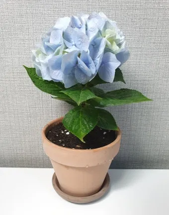 실내식물 물 주는 시간대 아침저녁차이 과습예방 통풍맞춰 관리_4