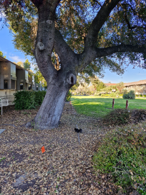 스탠포드대학교 캠퍼스풍경