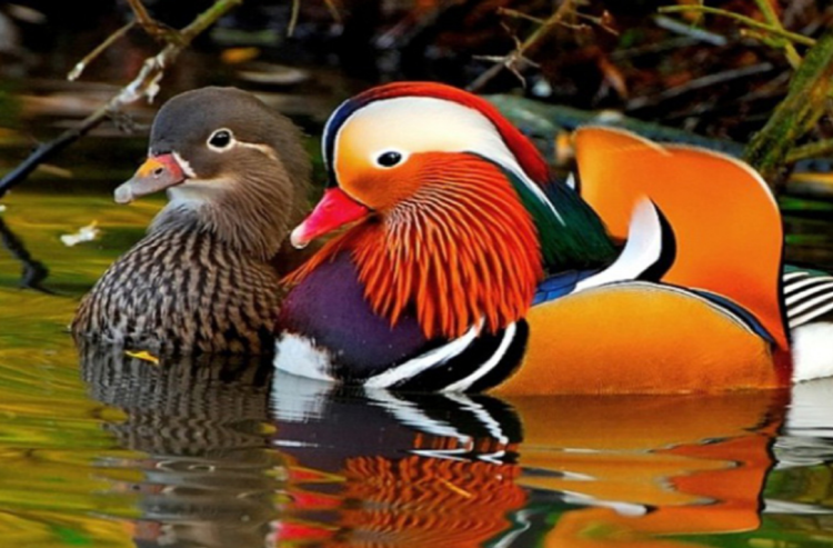 대구 네이처파크 버드가든