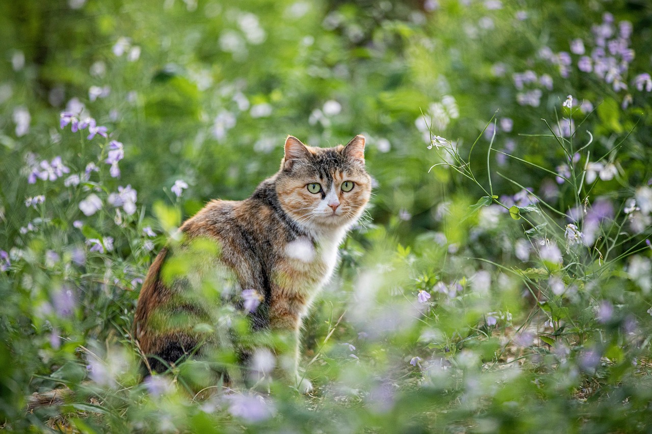 고양이 식이알레르기 (9)