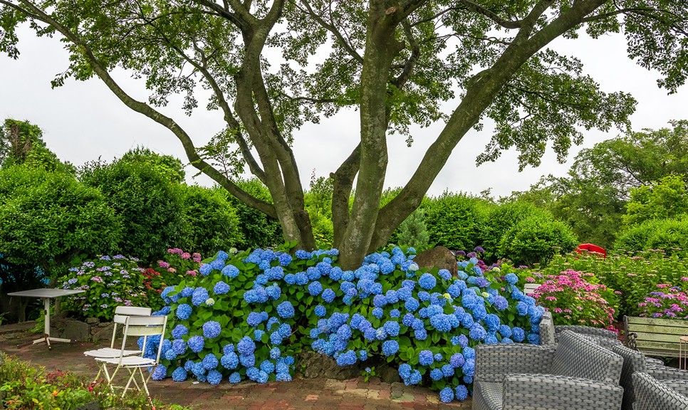 제주 마노르블랑 수국축제