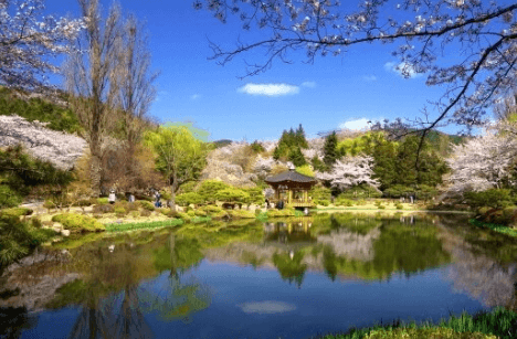 2023 벚꽃 개화시기