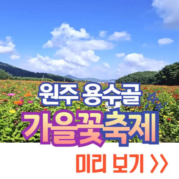 원주 용수골 가을꽃축제