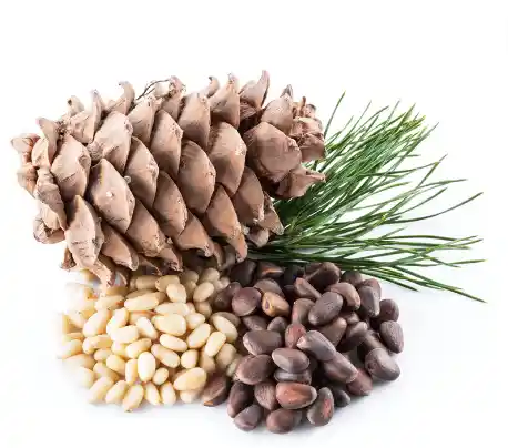 잣 효능효과 영양성분, 먹을 때 주의점