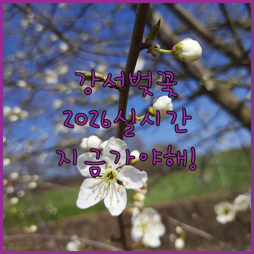 강서구 벚꽃 나들이 정보 및 2026..