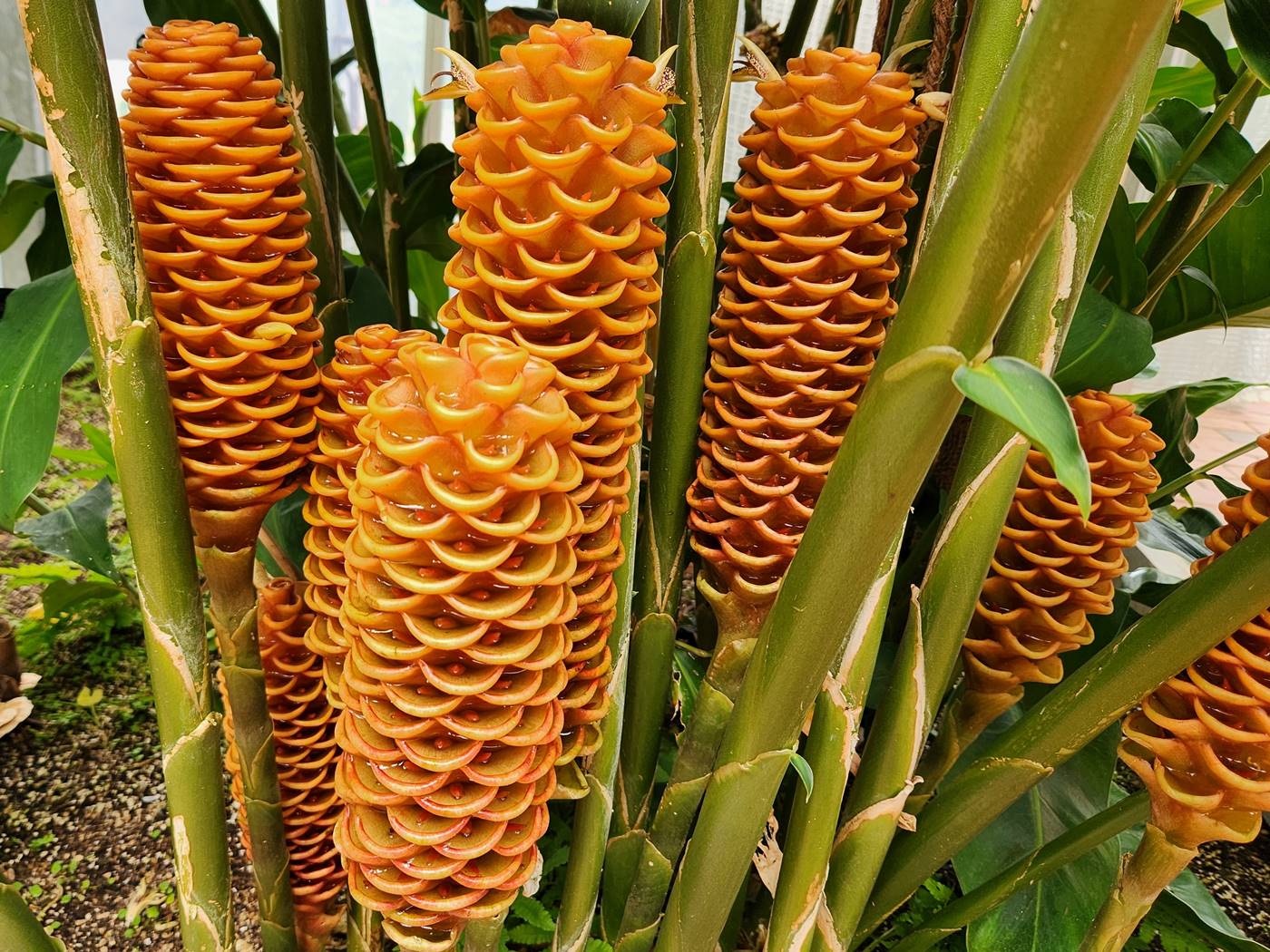 벌집징가(벌집생강)