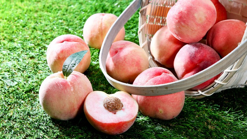복숭아 효능