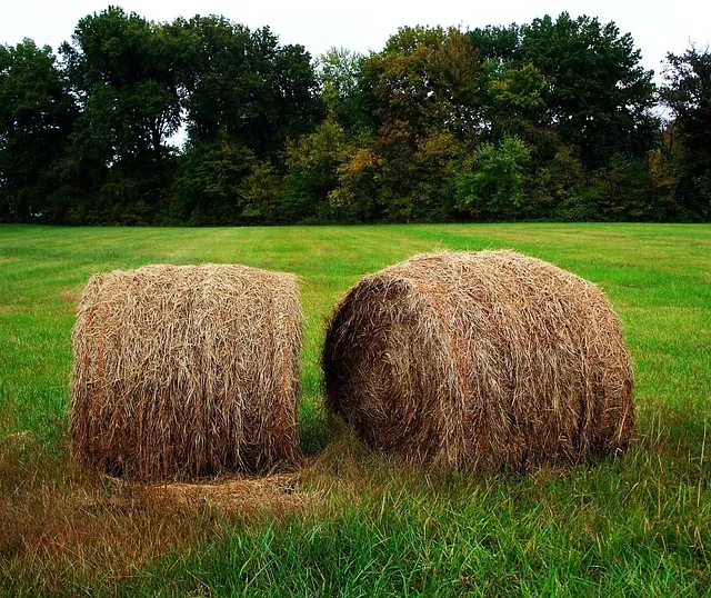 보석금전수 물주기 키우기 잎꽂이 꽃 노란잎 관리 재물운_9