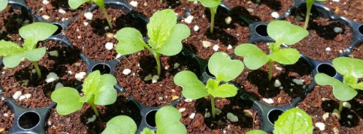 고추 모종 심는 시기1