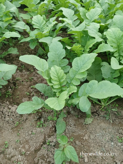 클로로필과 비타민이 풍부한 신선한 열무 잎의 근접 촬영