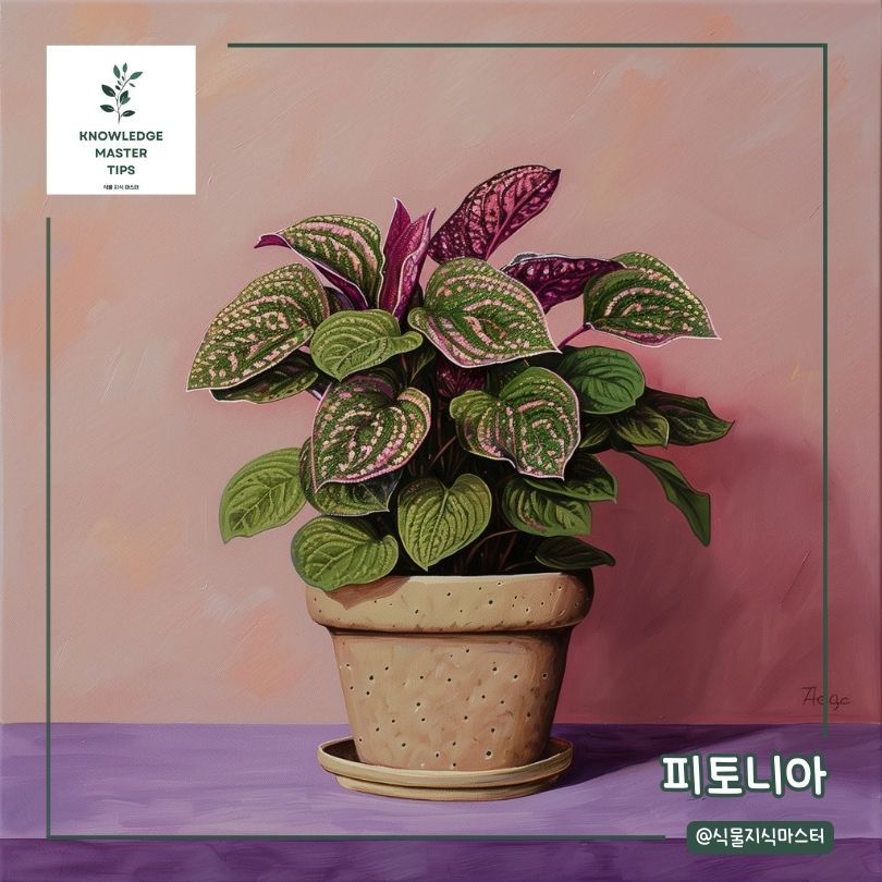 예쁜 식물 선물 - 피토니아