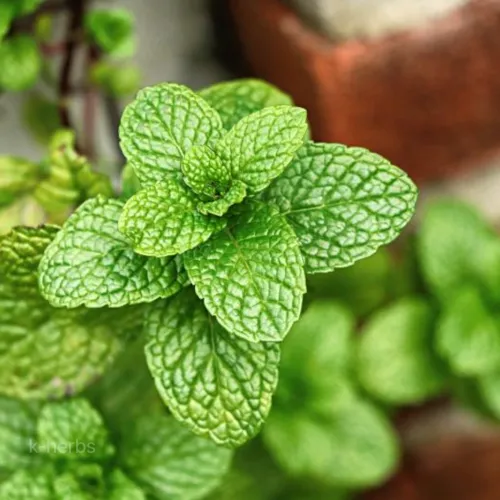 수확하려는 페퍼민트 잎