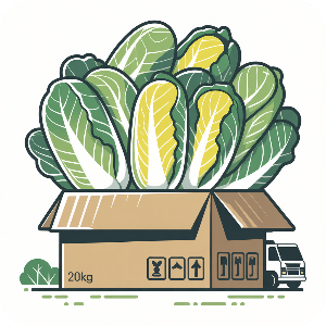 괴산 절임배추 20kg 직거래 가격 이미지