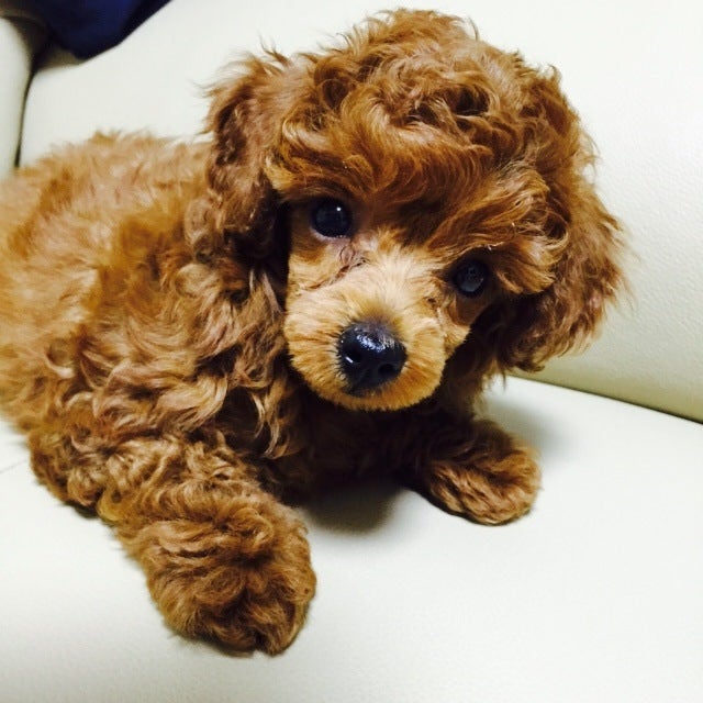 강아지 입양 전 필수 체크 리스트