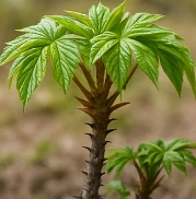 엄나무 효능 부작용