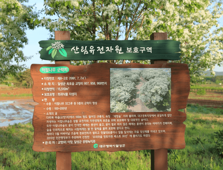 대구달성군교항리-이팝나무군락지