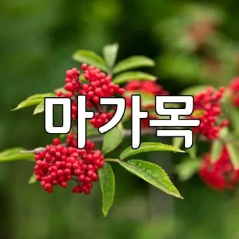 마가목 열매 효능 먹는 법 부작용 포함 10가지 정리_5